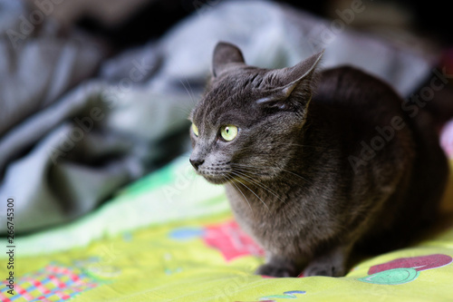 Beautiful grey cat at home. Green eyes. © The Len