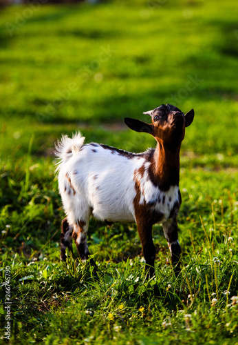 Brown baby goat kids stand in summer grass. Cute with funny.