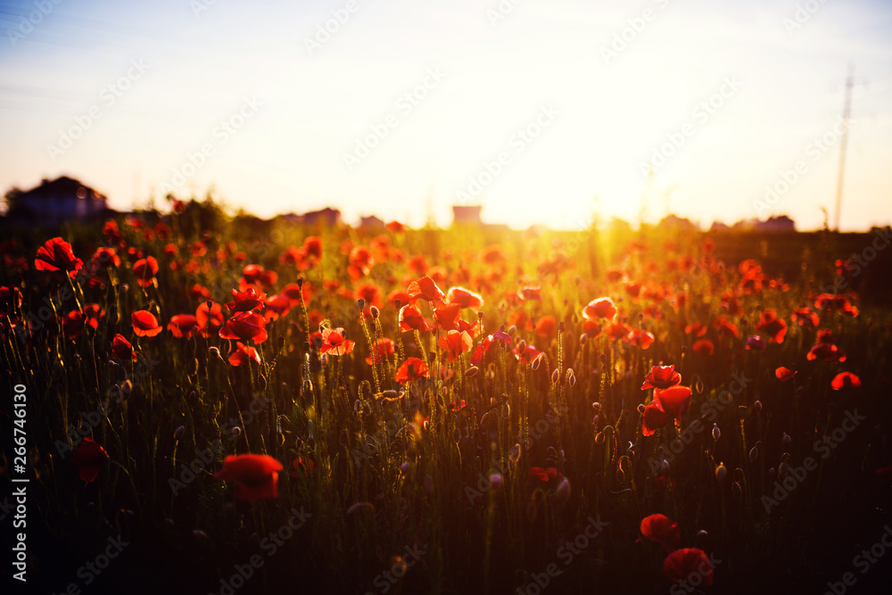 Beautiful field of red poppies in the sunset light - obrazy, fototapety, plakaty 