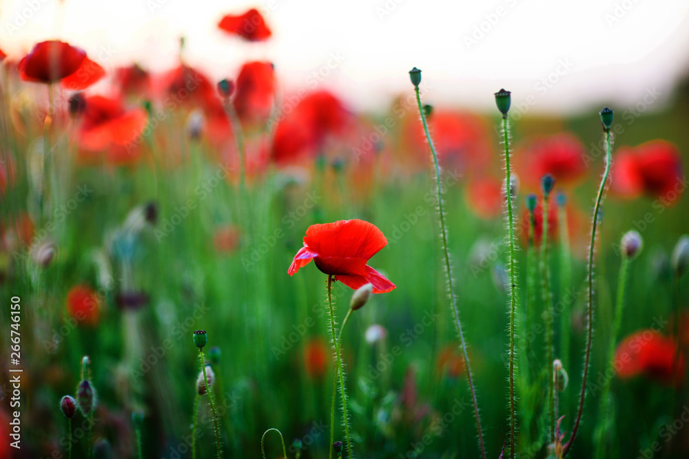 Obraz premium Beautiful field of red poppies in the sunset light