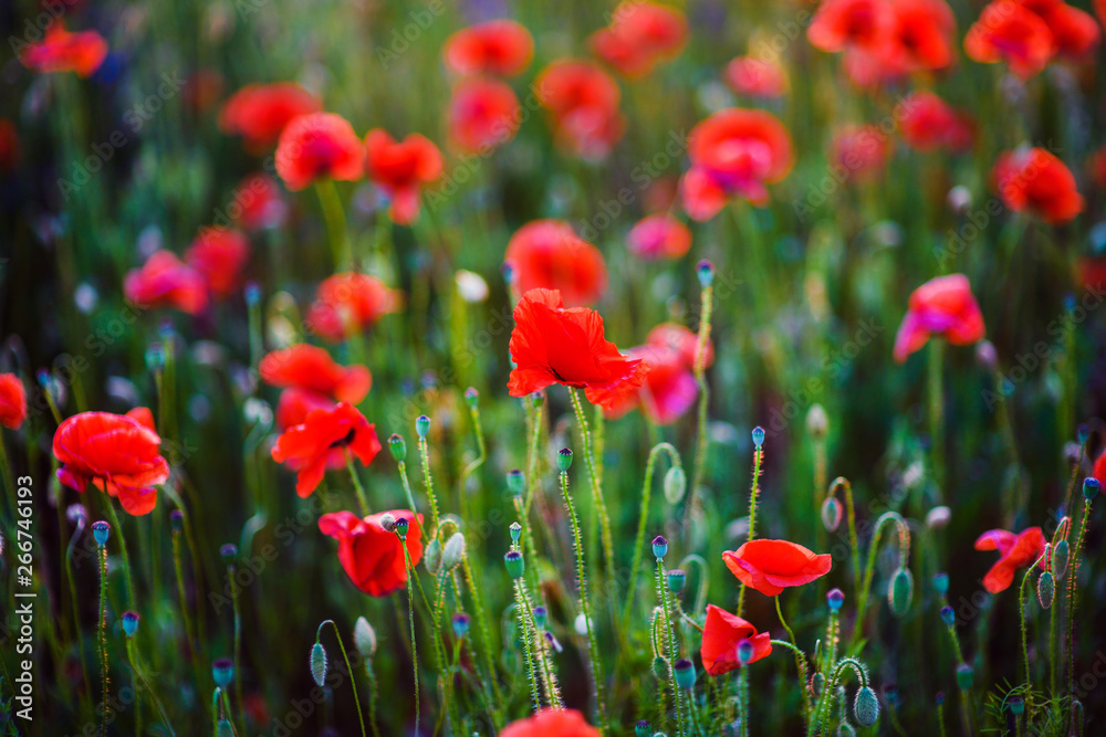 Obraz premium Beautiful field of red poppies in the sunset light