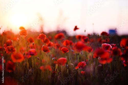 Fototapeta Naklejka Na Ścianę i Meble -  Beautiful field of red poppies in the sunset light