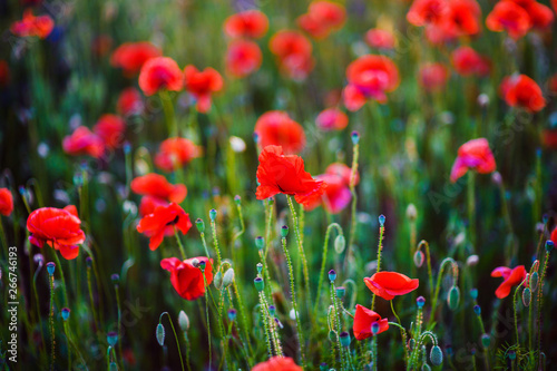 Beautiful field of red poppies in the sunset light