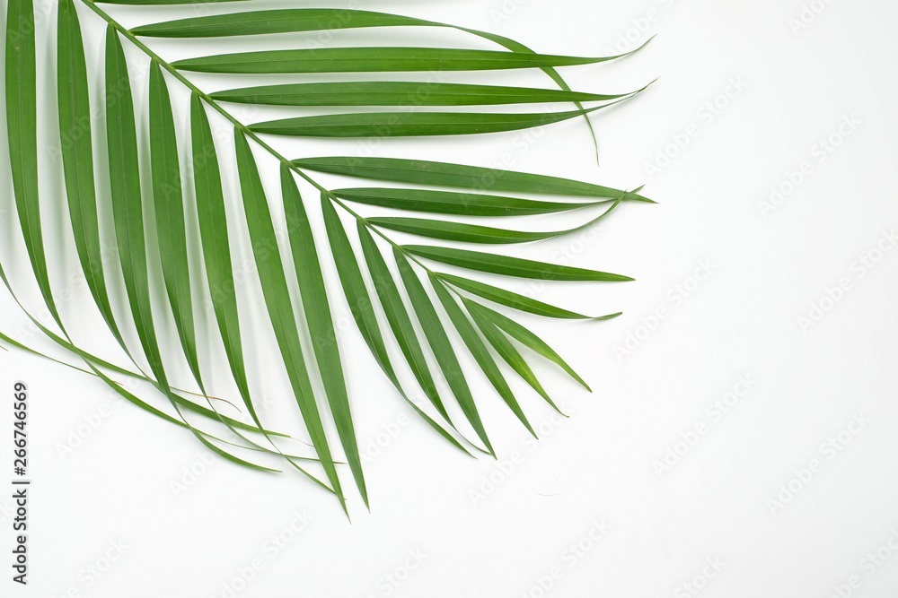 Obraz premium green palm leaves
