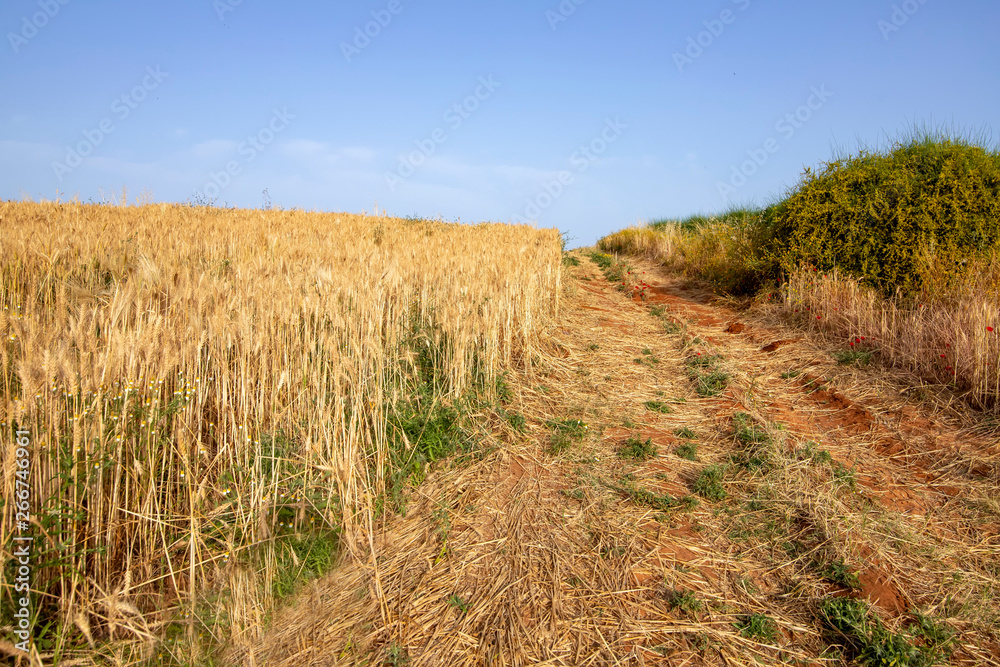 Rural road passing between green bushes and a field of ripe wheat. Landscape