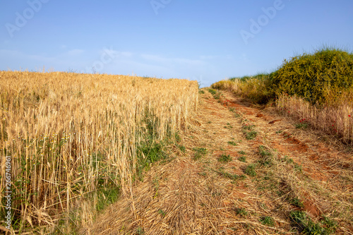 Rural road passing between green bushes and a field of ripe wheat. Landscape