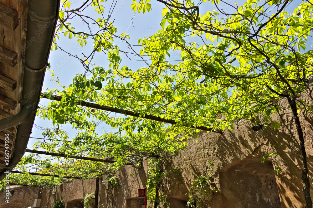 Fototapeta premium Canadian vine arbor with green leaves. In spring the Canadian vine leaves appear.