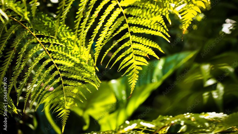 Sunlight through Fern Green leaves pattern background, Natural background and wallpaper. Sunlight through Fern Green leaves pattern background, Natural background and wallpaper.