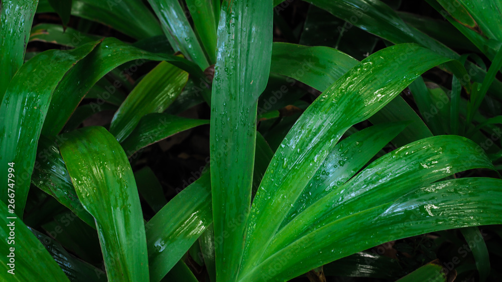 Fototapeta premium Green grass plant leaves with dew, dark nature background, morning life.