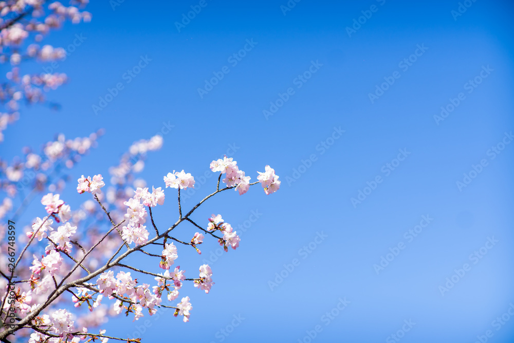 Beautiful cherry blossom sakura in spring time over blue sky.
Beautiful cherry blossom sakura in spring time over blue sky.