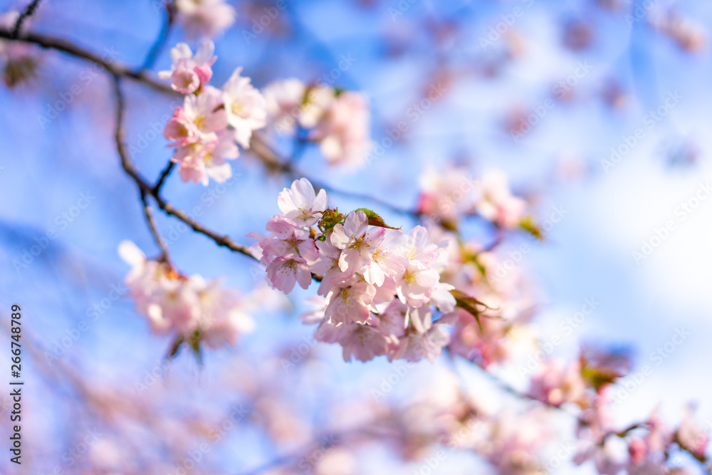 Beautiful cherry blossom sakura in spring time over blue sky.
