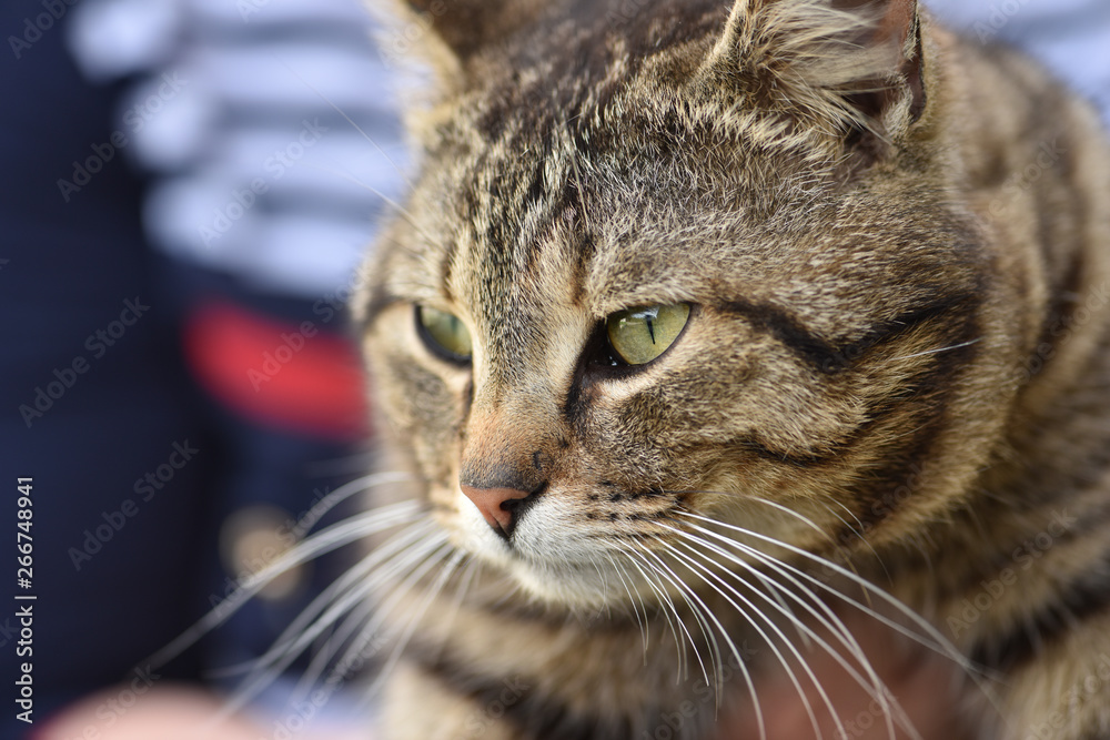 Closeup portrait of a cat.