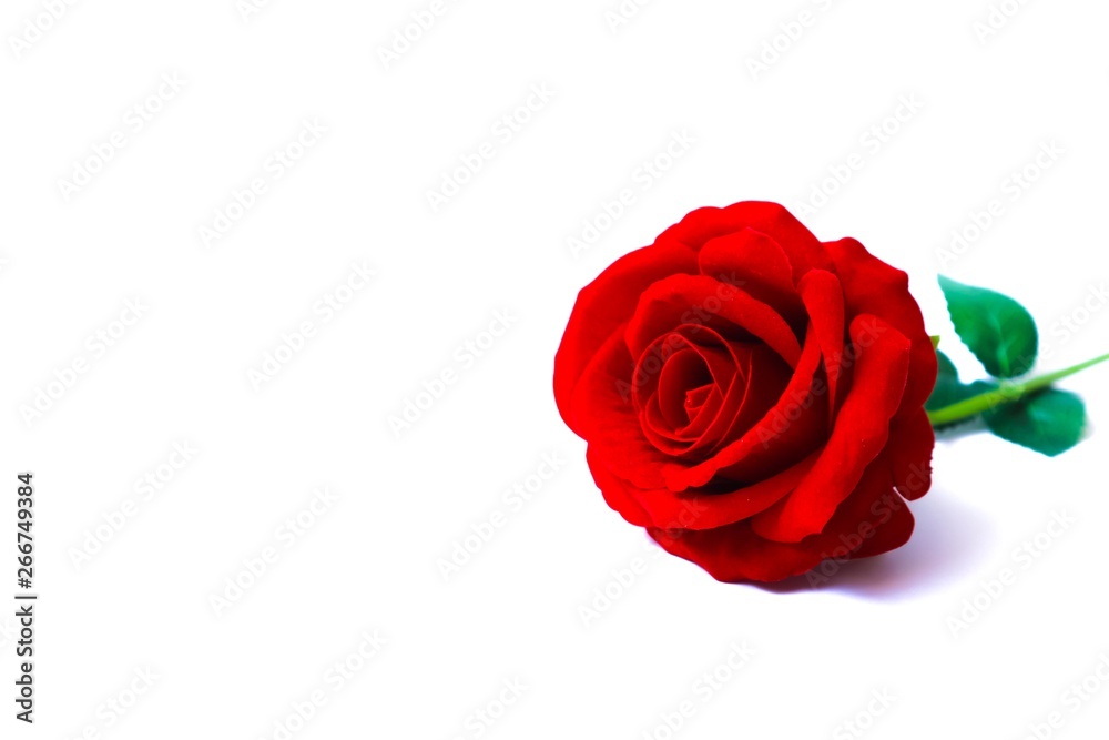 red roses Picture of roses used on occasions or festivls or important dates such as wedding valentines gifts and also used as wallpapers and texture red roses nature red roses Picture of roses used on occasions or festivls or important dates such as wedding valentines gifts and also used as wallpapers and texture red roses nature
