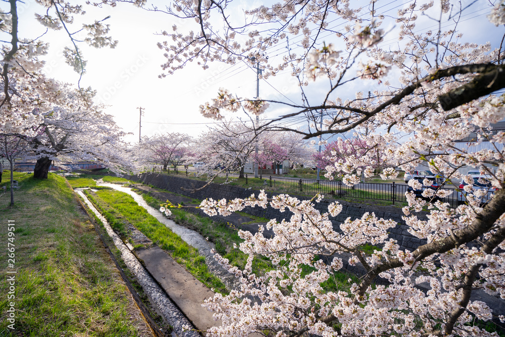 Sakura flowers blooming. Beautiful pink and white cherry blossom. Cherry Blossom is known as Sakura in Japanese. Sakura flowers blooming. Beautiful pink and white cherry blossom. Cherry Blossom is known as Sakura in Japanese.