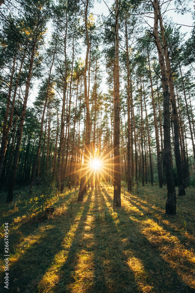 Obraz premium Beautiful Sunset Sunrise Sun Sunshine In Sunny Summer Coniferous Forest. Sunlight Sunbeams Through Woods In Forest Landscape
