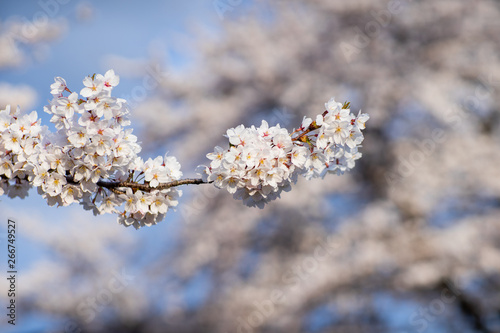 Sakura flowers blooming. Beautiful pink and white cherry blossom. Cherry Blossom is known as Sakura in Japanese. © papzi