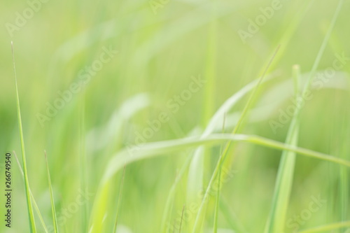 closeup of green grass with water drops of dew