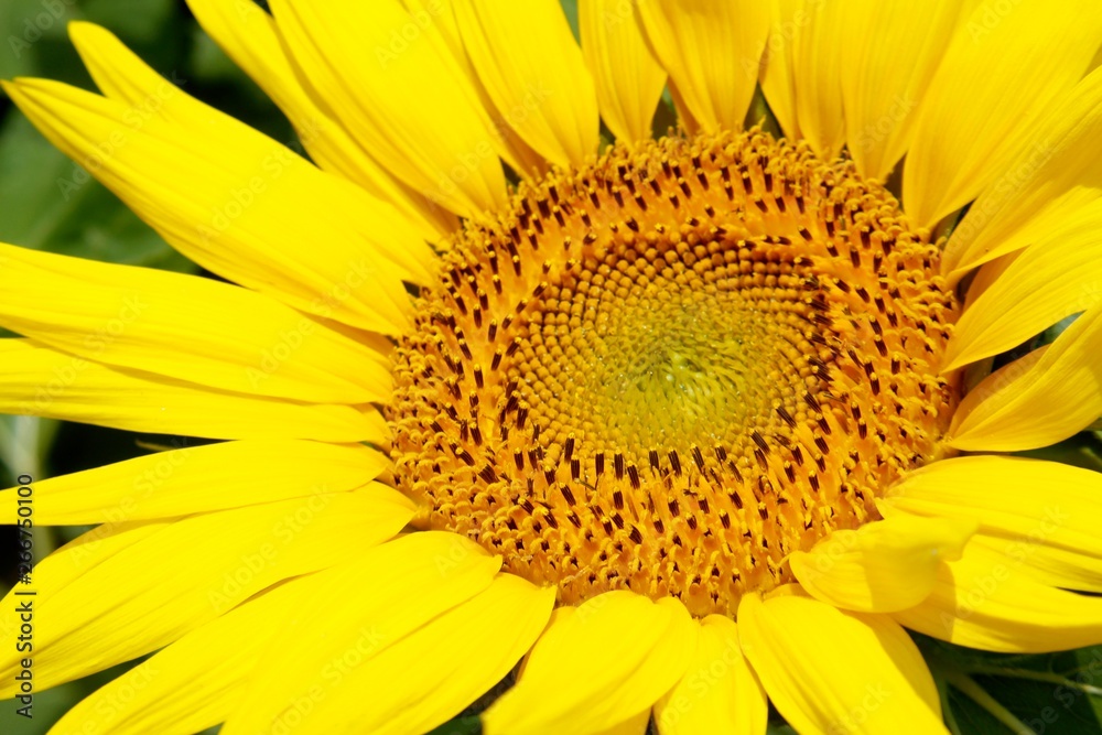 close up on the sunflower close up on the sunflower