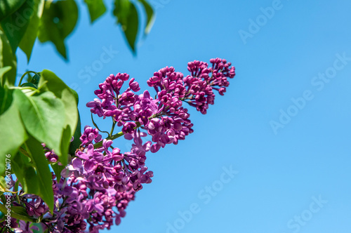 Spring blossoms lilac against the blue sky