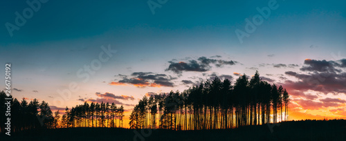 Sunset Sunrise In Pine Forest. Sunny Coniferous Forest. Fir-Trees Woods In Landscape Under Bright Colorful Dramatic Sky And Dark Ground With Trees Silhouettes. Panorama