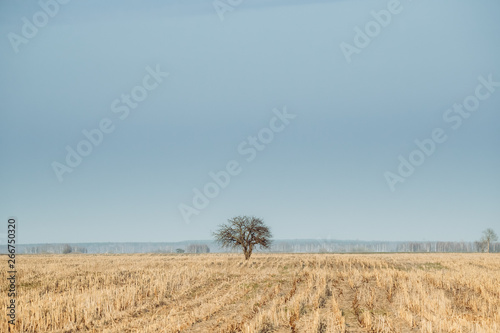 Lonely Tree In Without Foliage In Spring Field. Agricultural Landscape