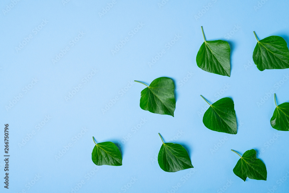 Ivy green leaves pattern on blue background top view