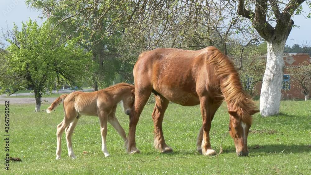 red horses graze in the spring meadow red horses graze in the spring meadow