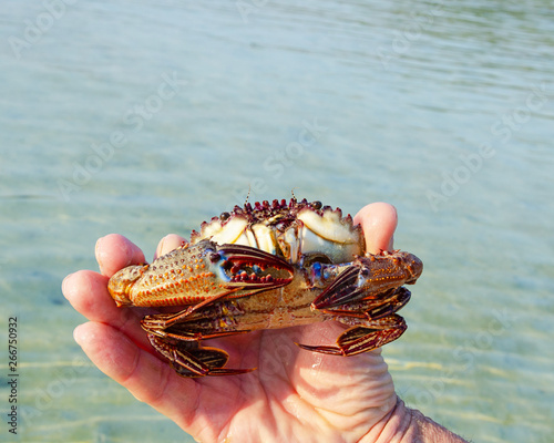 un granchio grande nella mano  photo