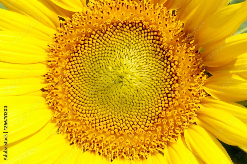 close up of a sunflower close up of a sunflower