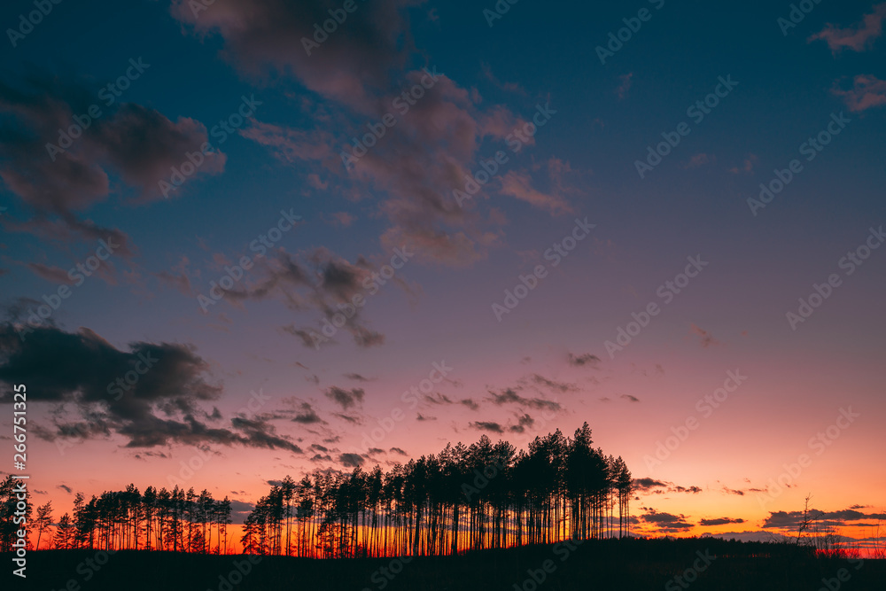 Sunset Sunrise In Pine Forest. Sunny Coniferous Forest. Fir-Trees Woods In Landscape Under Bright Colorful Dramatic Sky And Dark Ground With Trees Silhouettes