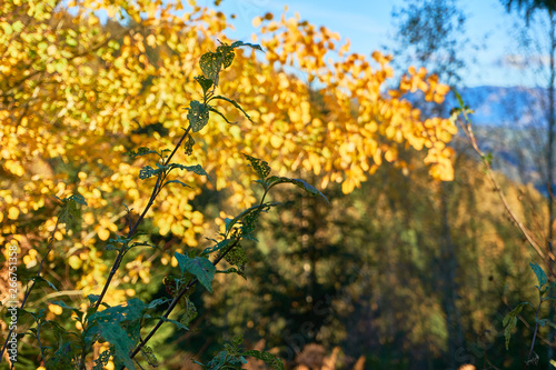 Kontrastreiche Waldlandschaft im Herbst an einem sonnigen Tag