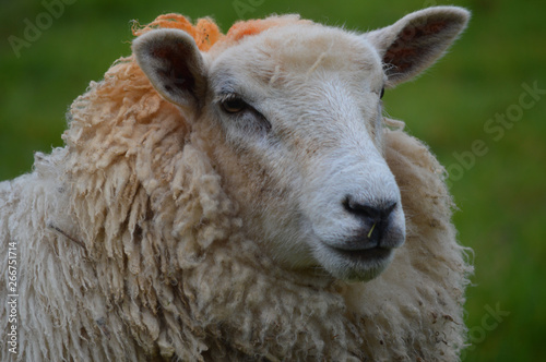 Close up of a ewe showing head and shoulders