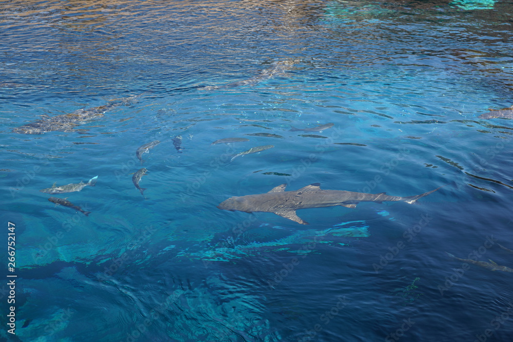 Obraz premium haifische