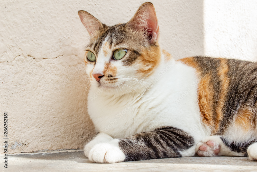 Fototapeta premium A cat looking into a distance while laying down in a white background.