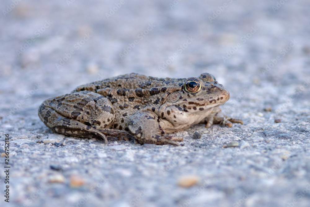 Marsh Frog (Pelophylax ridibundus) sitting on a road near Danube river, Slovakia Marsh Frog (Pelophylax ridibundus) sitting on a road near Danube river, Slovakia