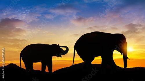 Two elephant with sunset