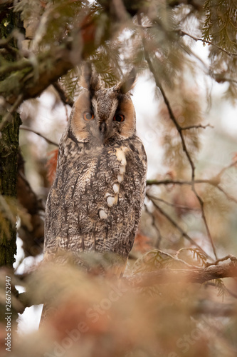 Long-eared Owl, Asio otus
