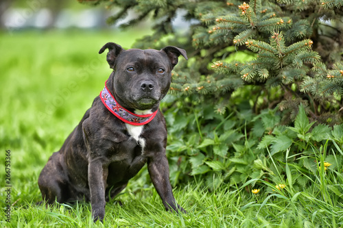 English staffordshire bull terrier photo