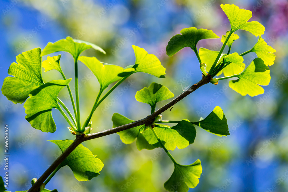 Close-up brightly green leaves of Ginkgo tree biloba), gingko in soft focus against background of green and blue Natural light of sunny day. Nature concept for design Stock Photo