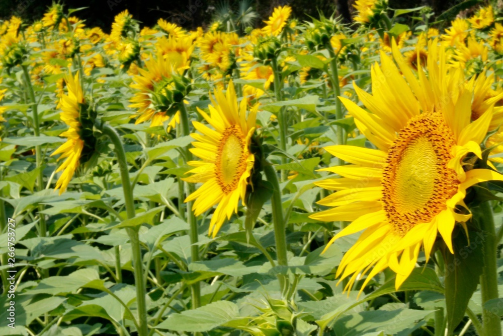 Obraz premium sunflowers field, India