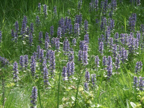Fleurs et plantes 