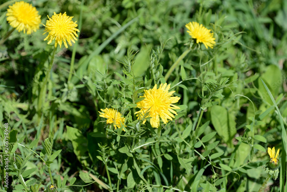 Bright yellow dandelions on a green lawn close up Bright yellow dandelions on a green lawn close up