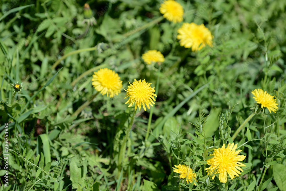 Bright yellow dandelions on a green lawn close up
