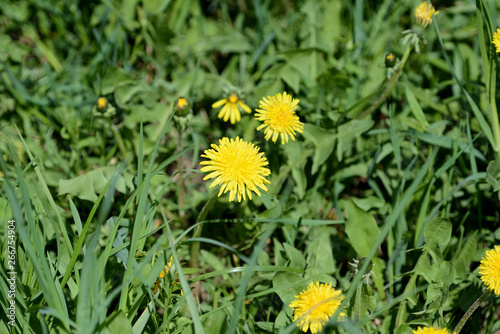 Bright yellow dandelions on a green lawn close up