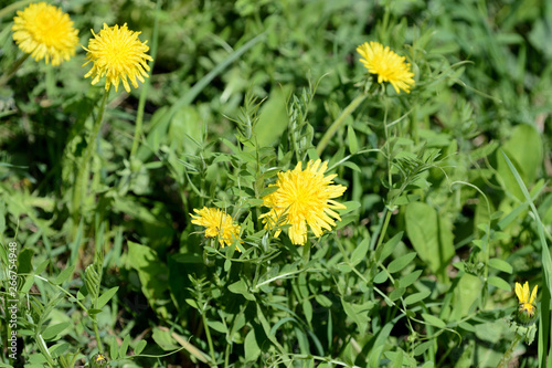 Bright yellow dandelions on a green lawn close up