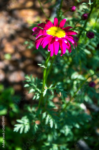Flower Pyrеthrum roseum (Tanacеtum coccineum)