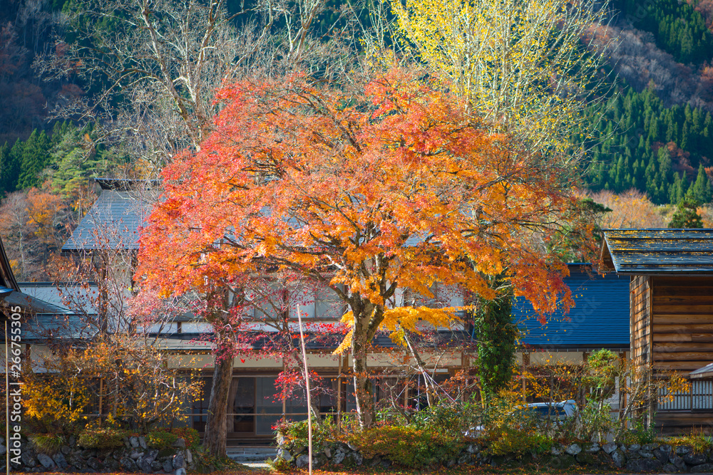 Red Maple tree  in Shirakawa-go,Japan