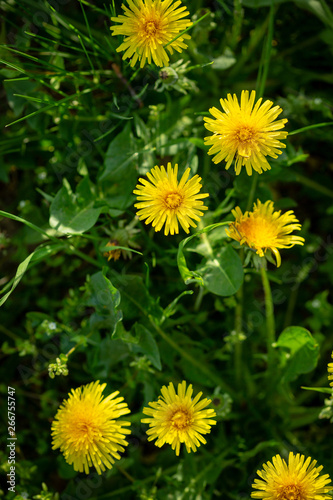 Green background with yellow flowers