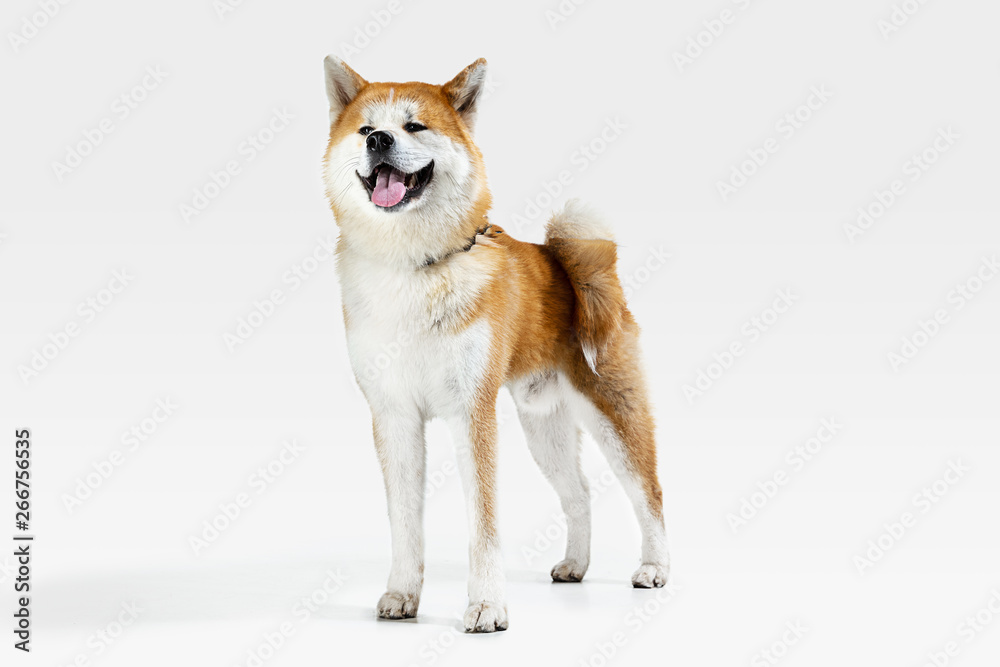 Akita-Inu young dog is posing. Cute white-braun doggy or pet is standing and looking happy isolated on white background. Studio photoshot. Negative space to insert your text or image. Akita-Inu young dog is posing. Cute white-braun doggy or pet is standing and looking happy isolated on white background. Studio photoshot. Negative space to insert your text or image.