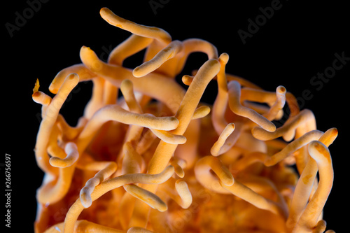 Canvastavla Cordyceps militaris
